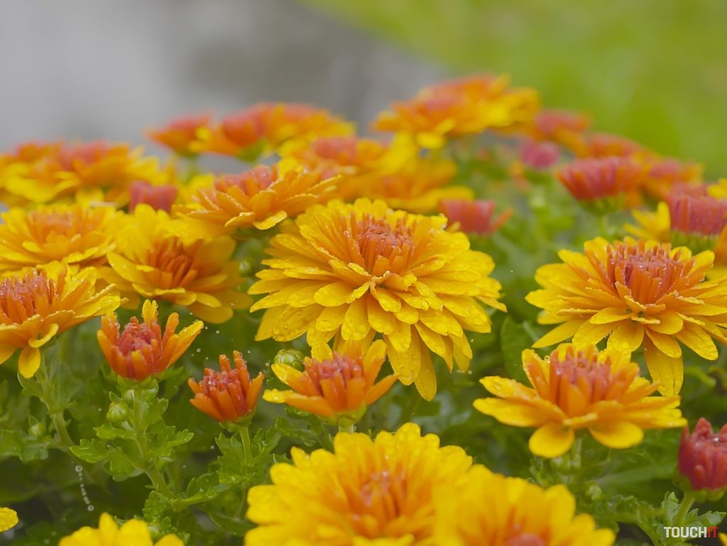Panasonic LUMIX GH6